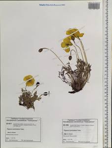 Oreomecon pulvinata (Tolm.) Krivenko, Siberia, Central Siberia (S3) (Russia)