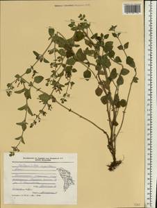 Clinopodium nepeta (L.) Kuntze, Eastern Europe, Moldova (E13a) (Moldova)