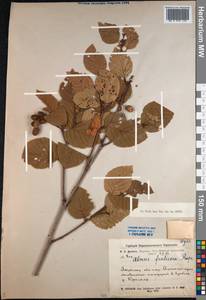 Alnus alnobetula subsp. fruticosa (Rupr.) Raus, Siberia, Yakutia (S5) (Russia)