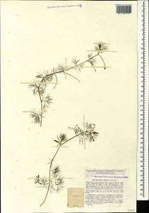 Ranunculus confervoides (Fries) Fries, Caucasus, Stavropol Krai, Karachay-Cherkessia & Kabardino-Balkaria (K1b) (Russia)