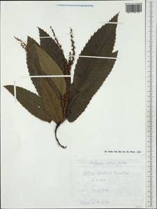 Castanea sativa Mill., Western Europe (EUR) (Italy)