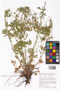 Potentilla longipes Ledeb., Eastern Europe, Eastern region (E10) (Russia)