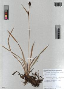 KUZ 003 189, Carex orbicularis Boott, Siberia, Altai & Sayany Mountains (S2) (Russia)