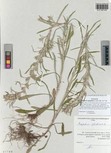 Omalotheca sylvatica (L.) Sch. Bip. & F. W. Schultz, Siberia, Altai & Sayany Mountains (S2) (Russia)