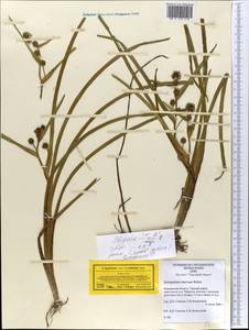Sparganium hyperboreum × probatovae, Eastern Europe, Northern region (E1) (Russia)