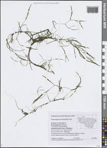 Potamogeton berchtoldii Fieber, Eastern Europe, Central region (E4) (Russia)