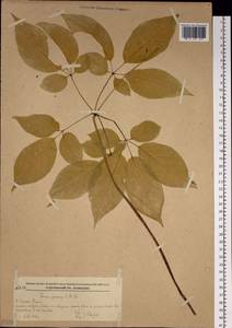 Panax ginseng C. A. Mey., Siberia, Russian Far East (S6) (Russia)