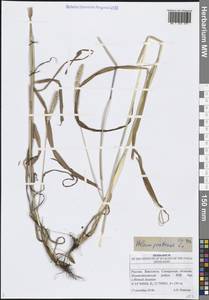 Phleum pratense L., Eastern Europe, Middle Volga region (E8) (Russia)