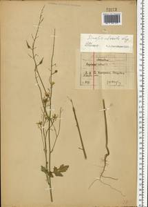 Sinapis alba subsp. dissecta (Lag.) Simonk., Eastern Europe, Moscow region (E4a) (Russia)