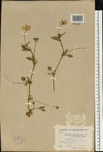 Viola tricolor L., Eastern Europe, North-Western region (E2) (Russia)
