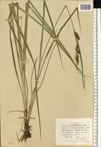 Carex melanostachya M.Bieb. ex Willd., Eastern Europe, Lower Volga region (E9) (Russia)