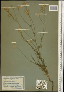 Crupina vulgaris (Pers.) Cass., Caucasus, Armenia (K5) (Armenia)