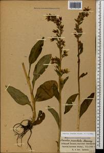Swertia iberica Fisch. ex C. A. Mey., Caucasus, Stavropol Krai, Karachay-Cherkessia & Kabardino-Balkaria (K1b) (Russia)