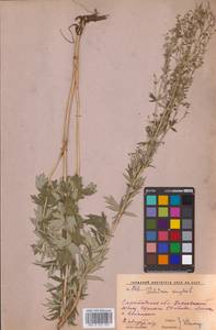 Thalictrum simplex L., Eastern Europe, Lower Volga region (E9) (Russia)