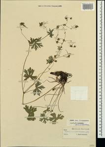 Geranium asphodeloides Burm. f., Crimea (KRYM) (Russia)