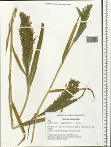 Panicum miliaceum L., Eastern Europe, Central forest region (E5) (Russia)