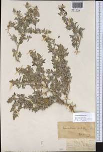 Chenopodium iljinii Golosk., Middle Asia, Dzungarian Alatau & Tarbagatai (M5) (Kazakhstan)