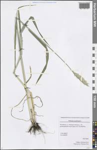 Triticum aestivum L., Eastern Europe, Eastern region (E10) (Russia)