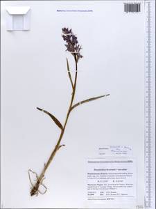 Dactylorhiza incarnata × maculata, Eastern Europe, Northern region (E1) (Russia)