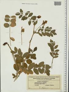 Astragalus glycyphyllos L., Eastern Europe, Volga-Kama region (E7) (Russia)