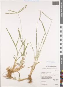 Eleusine indica (L.) Gaertn., South Asia, South Asia (Asia outside ex-Soviet states and Mongolia) (ASIA) (Vietnam)