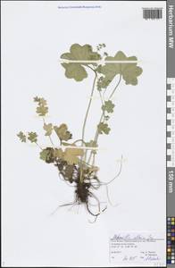 Alchemilla altaica Juz., Eastern Europe, Northern region (E1) (Russia)