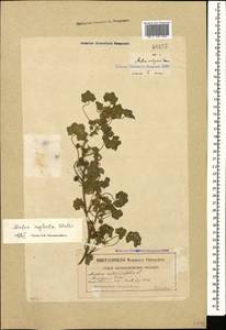 Malva neglecta Wallr., Caucasus, Georgia (K4) (Georgia)