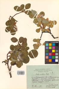 Salix arctica subsp. arctica, Siberia, Russian Far East (S6) (Russia)