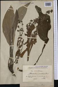 Solenanthus scardicus Bornm., Western Europe (EUR) (North Macedonia)