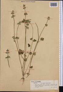Lamium amplexicaule L., Western Europe (EUR) (Poland)