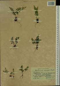 Asplenium incisum Thunb., Siberia, Russian Far East (S6) (Russia)