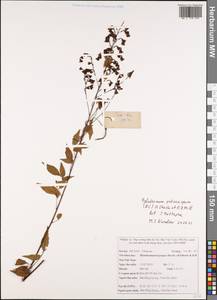 Hylodesmum podocarpum, South Asia, South Asia (Asia outside ex-Soviet states and Mongolia) (ASIA) (Vietnam)