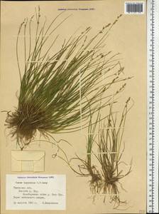 Carex lapponica O.Lang, Siberia, Western Siberia (S1) (Russia)