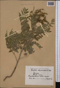 Sophora alopecuroides L., Middle Asia, Caspian Ustyurt & Northern Aralia (M8) (Kazakhstan)