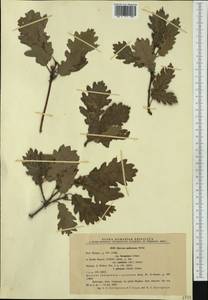 Quercus pubescens Willd. , nom. cons., Western Europe (EUR) (Romania)