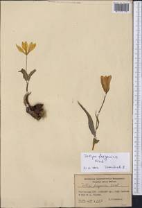 Tulipa ferganica Vved., Middle Asia, Pamir & Pamiro-Alai (M2) (Kyrgyzstan)