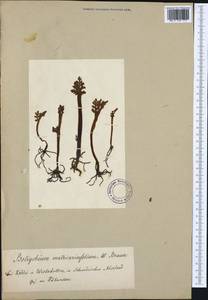 Botrychium matricariifolium (Döll) A. Braun ex Koch, Western Europe (EUR) (Norway)