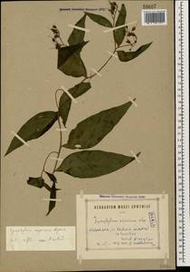 Symphytum asperum Lepech., Caucasus, Armenia (K5) (Armenia)