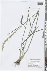 Elymus repens (L.) Gould, Eastern Europe, Central forest-and-steppe region (E6) (Russia)