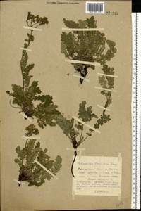Potentilla pimpinelloides L., Eastern Europe, Central forest-and-steppe region (E6) (Russia)