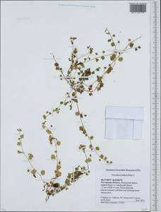 Veronica hederifolia L., Eastern Europe, Rostov Oblast (E12a) (Russia)