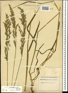 Lolium pratense (Huds.) Darbysh., Caucasus, North Ossetia, Ingushetia & Chechnya (K1c) (Russia)