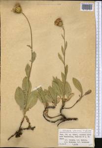 Klasea chartacea (C. Winkl.) L. Martins, Middle Asia, Pamir & Pamiro-Alai (M2) (Tajikistan)