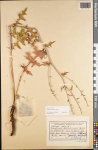 Echinops tataricus Knjaz., Eastern Europe, Eastern region (E10) (Russia)