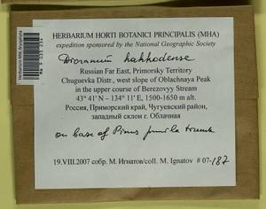 Dicranum viride var. hakkodense (Cardot) Takaki, Bryophytes, Bryophytes - Russian Far East (excl. Chukotka & Kamchatka) (B20) (Russia)