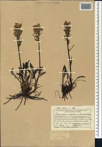 Pedicularis sudetica Willd., Siberia, Central Siberia (S3) (Russia)