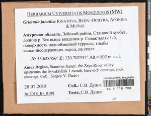 Grimmia jacutica Ignatova, Bedn.-Ochyra, Afonina & J. Muñoz, Bryophytes, Bryophytes - Russian Far East (excl. Chukotka & Kamchatka) (B20) (Russia)