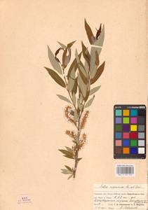 Salix triandra L., Siberia, Russian Far East (S6) (Russia)