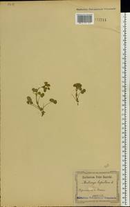 Medicago lupulina L., Eastern Europe, South Ukrainian region (E12) (Ukraine)