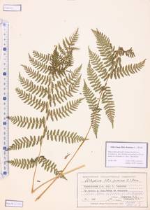 Athyrium filix-femina (L.) Roth, Siberia, Altai & Sayany Mountains (S2) (Russia)